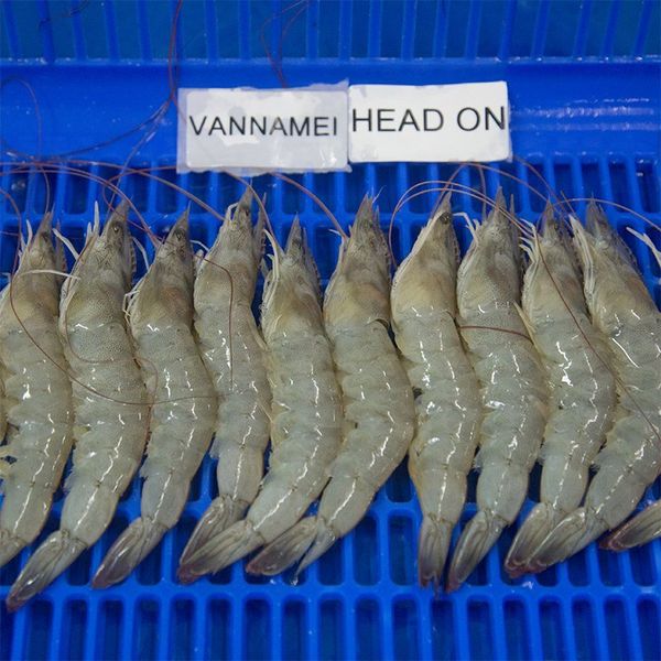 Head On Vannamei Shrimps from 인도 supplied by Kasturishrimps - Shell On (=Unpeeled) 냉동 새우