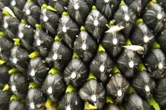 Sunflower – Conventional from 남아프리카공화국 supplied by Agricol (Pty) Ltd - Common Sunflower (=Helianthus annuus) 해바라기 씨