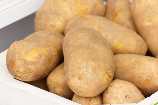 Maris Piper potatoes from Netherlands supplied by Westhoeve Potatoes - Maris Piper Fresh Common Potato