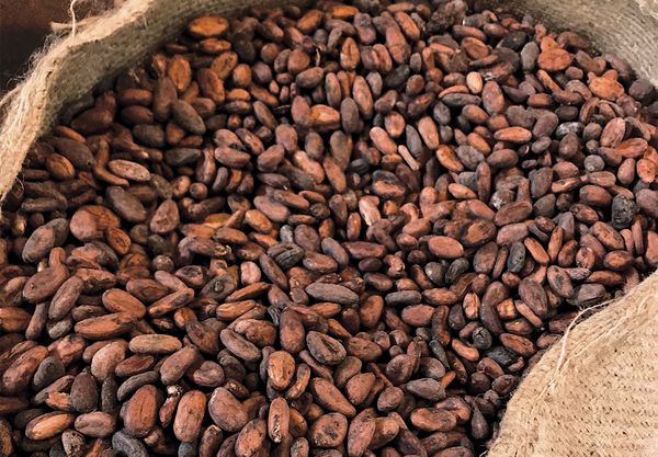 COCOA from 우간다 supplied by KIKEZ AGROLINE LTD - Dried 코코아콩