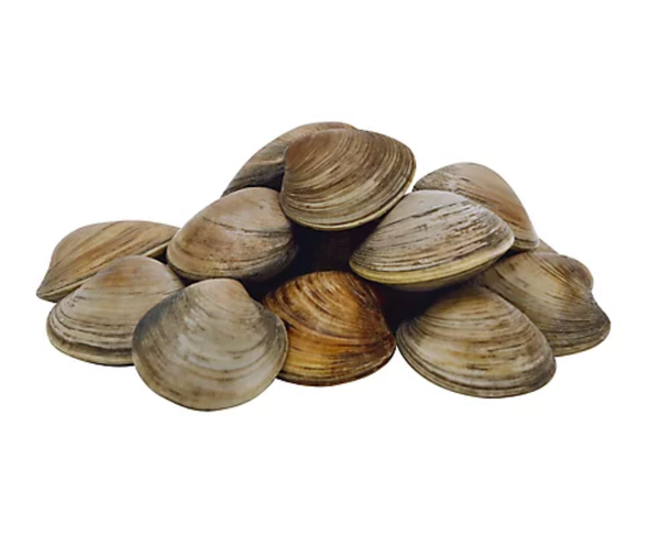 Live Littleneck Clam from 미국 supplied by Little Fish Company - Littleneck Clam (=Protothaca staminea) 신선 조개