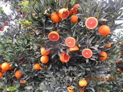Orange from 튀르키예 supplied by Almula Tarim Urunleri Uretim Hayvancilik Nakliye Ithalat Ihracat Sanayi Ve Ticaret As - Whole 신선 오렌지