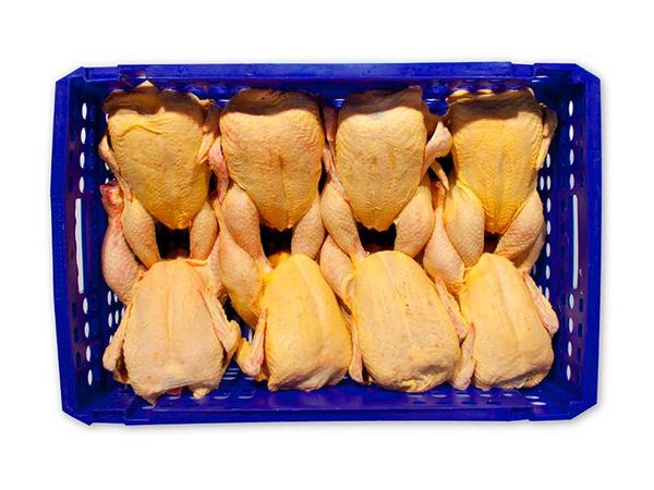 Chicken Meat from 스페인 supplied by The Vall Companys Group - Whole - without Neck 냉동 미절단 닭고기