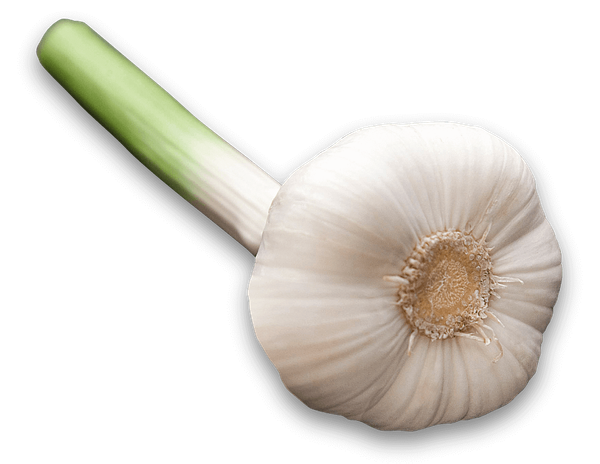 Garlic from Germany supplied by Brigitte Flachmeyer - Ines Flachmeyer GmbH - Other - Morado Garlic Fresh Garlic