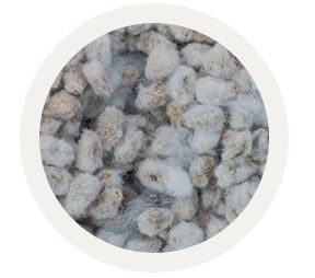 Cotton Seed from 미국 supplied by Lansing Trade Group, LLC - Bulk in Container 목화 씨