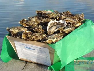 Cupped Oysters from France supplied by CAP HUITRES - Whole (=In Shell=Unshucked) Fresh Oyster