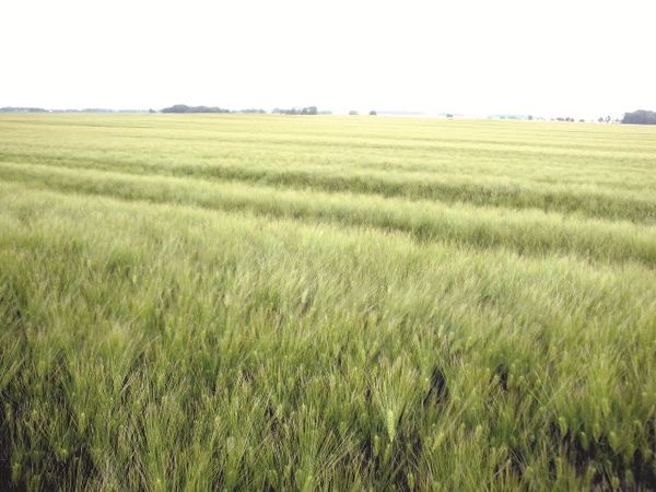 Wheat from 그리스 supplied by AGROLAND SA - Soft Wheat 소맥
