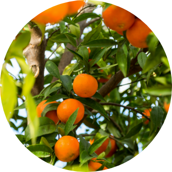 Clementines from Spain supplied by BIOSENSES ORGANIC CITRUS, RIOTINTO FRUIT COMPANY - Fresh (=Chilled) Fresh Clementine