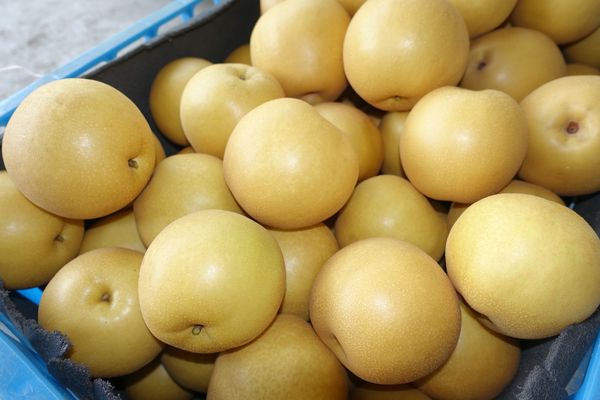 Pear from 대만 supplied by Limei Farm - Whole 신선 배