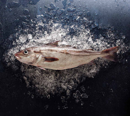 Haddock from Iceland supplied by VSV - Vinnslustöðin hf. í Vestmannaeyjum - Fresh (=Chilled=Raw) Fresh Haddock
