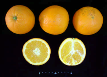 Fresh Orange from 스페인 supplied by BIOCITRUS EBRE, SL - 주황색 신선 오렌지