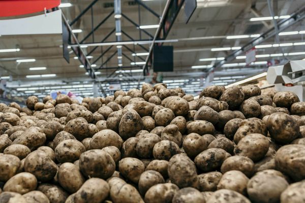 Potato from Netherlands supplied by Agridor - BE - Red Varieties Fresh Common Potato