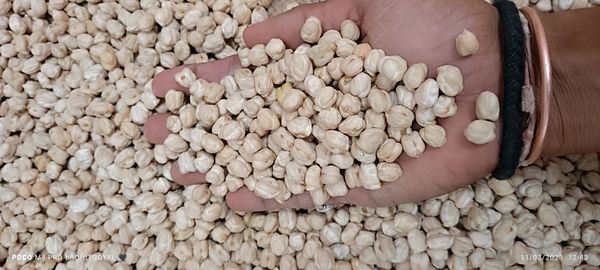 Dried Chickpea from 인도 supplied by Willingers Global Pvt Ltd - 하이브리드 품종 말린 병아리콩