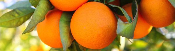 Orange from 콜롬비아 supplied by Terra Trading - 주황색 신선 오렌지