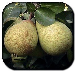 Pear from Portugal supplied by Mundial Rocha, Comércio de Frutas, SA, - Green Fresh Pear