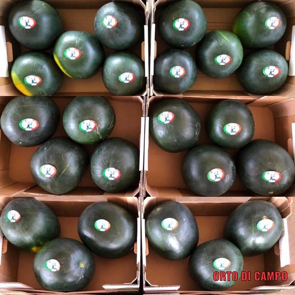 Watermelon from Italy supplied by Orto di Campo Soc. Coop - Whole Fresh Watermelon
