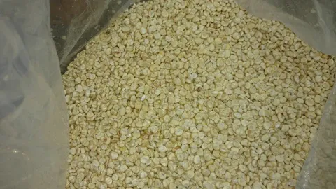 White Corn from 남아프리카공화국 supplied by Hulmac Trading - White Corn 옥수수