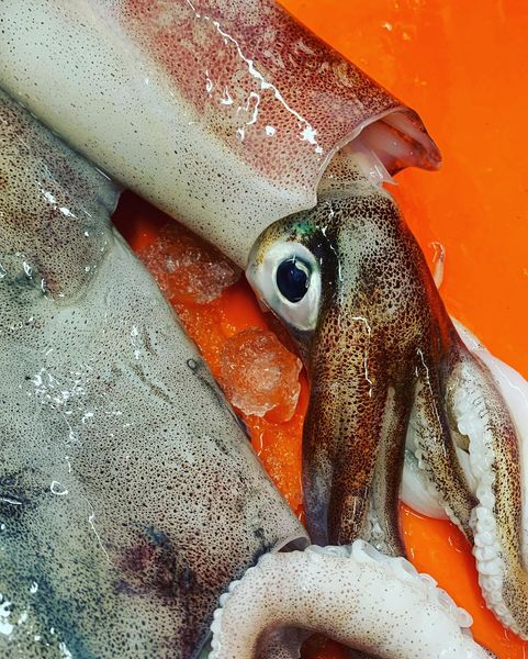 Calamari from 영국 supplied by RG Seafoods Ltd - Fresh (=Chilled=Raw) 냉동 오징어