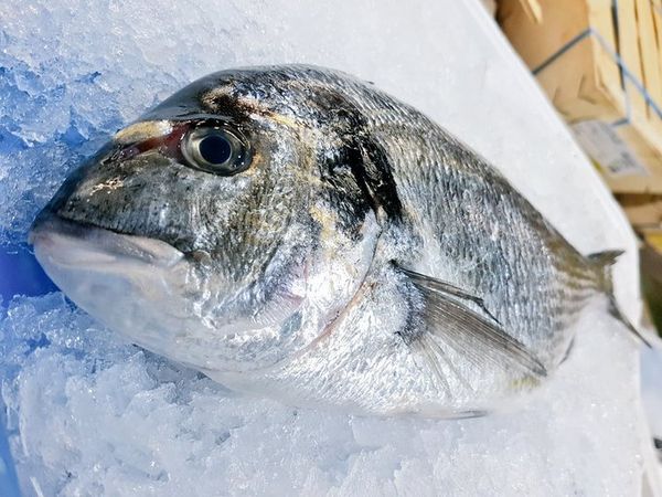 Black Bream from 영국 supplied by Island Seafood Limited - 필레 신선 도미