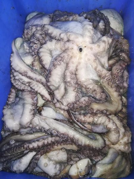 Octopus from 모리셔스 supplied by H. K. & D. NANDEE CO LTD - Fresh (=Chilled=Raw) 냉동 문어