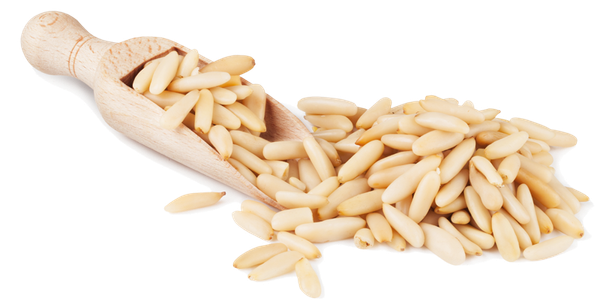 Shelled Pine Nut from Portugal supplied by PINEFLAVOUR, Lda. - Shelled (=Kernel) Pine Nut