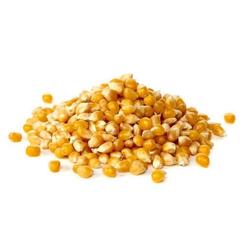 Corn from 폴란드 supplied by Wytwórnia Pasz i Koncentratów Farmer Sp. z o.o. - For Feed 옥수수