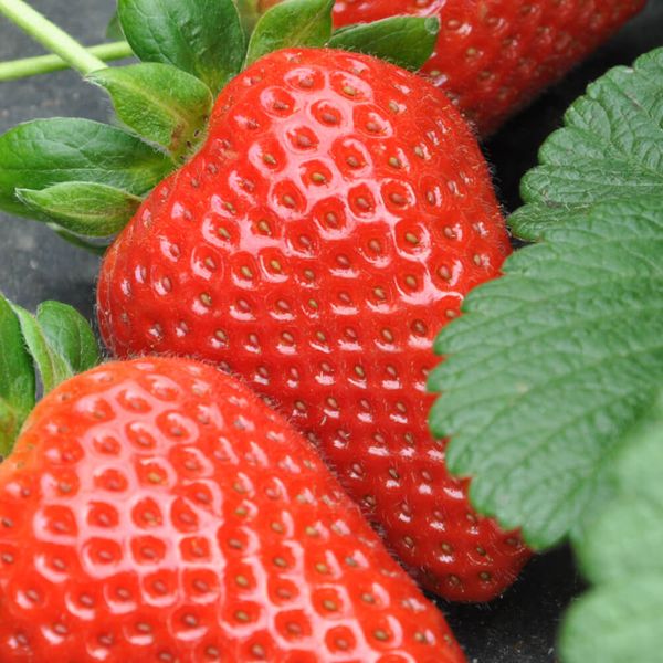 Fresh Strawberries from Italy supplied by Aba Mediterranea - Plastic Punnets (=Clamshells) Fresh Strawberry