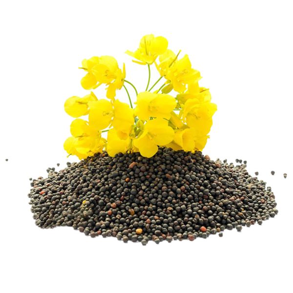 Canola Seed from 독일 supplied by moland GmbH & Co. KG - Canola 카놀라 씨 및 유채 씨