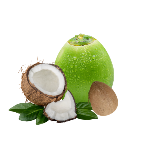 Tender coconuts from 인도 supplied by Aurobindo enterprises - 크기: 6 기타 신선 코코넛