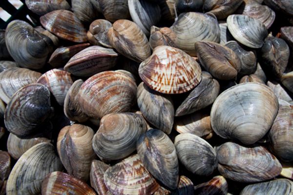 Clams from 미국 supplied by Seafood Connections of Central Florida, LLC - Hardshell Clam (=Protothaca thaca) 신선 조개