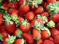 Strawberry from Portugal supplied by Soutos da Vila - Sociedade Agro-Comercial de Castanha, Lda - Raw Fresh Strawberry
