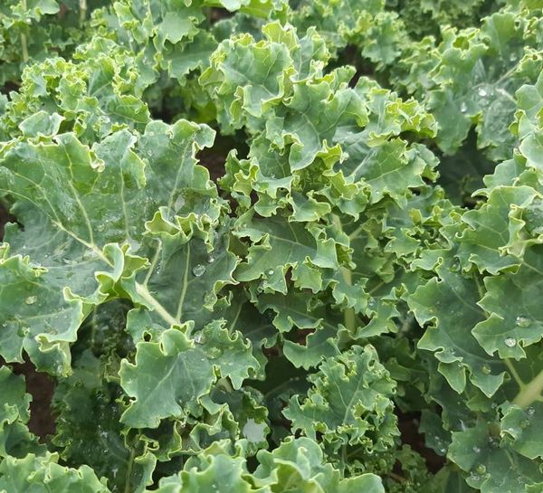 Kale from Netherlands supplied by Green Organics BV - Green Kale