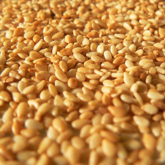Sesame Seed from Benin supplied by Soycain SAU Togo - Brown (=Golden=Yellow) Sesame Seed