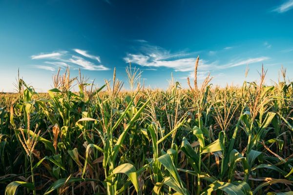 Maize from Brazil supplied by Aguia Corretora de Mercadorias Ltda. - Yellow Corn Maize (Corn)