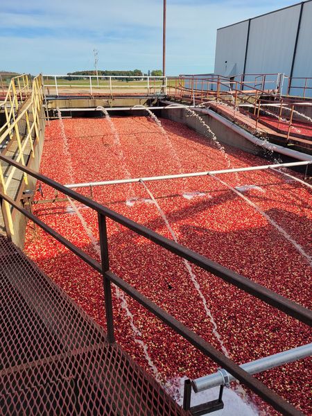 Cranberries from 미국 supplied by Badger State Fruit Processing, Inc - Dried 건조 크랜베리