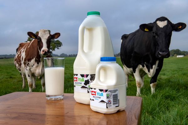 Fresh Cow Milk from United Kingdom supplied by Muller Dairy UK - 3.5 Cow Milk
