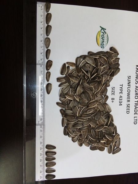 Sunflower Seed from 불가리아 supplied by KRONOS AGRO TRADE LTD - Unhulled 해바라기 씨