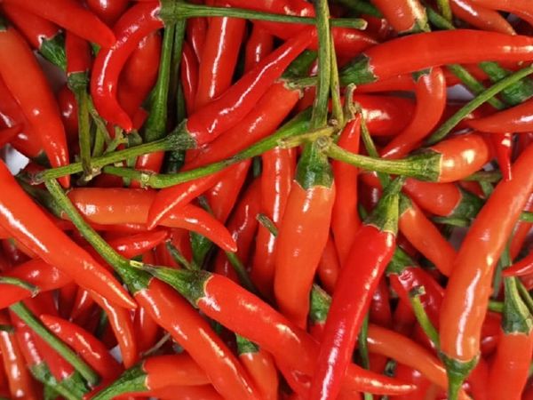 Chillies from 케냐 supplied by Kenya Fresh Produce Exporters Limited - 빨간색 신선 고추