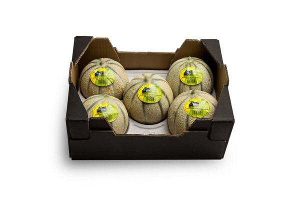 Organic Cantaloupe Melon from Spain supplied by KERNEL EXPORT, S.L. - Round Fresh Melon (Muskmelon)