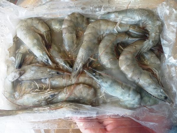 RAW & COOKED VANNAMEI SHRIMP HOSO IQF or semi IQF from 베트남 supplied by THAI MINH LONG SEAFOOD - Medium Quality 냉동 새우