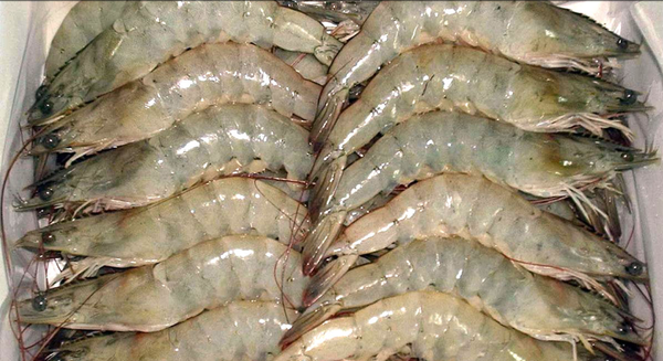 Hoso from 인도 supplied by American Eel Depot - Whole 신선 새우