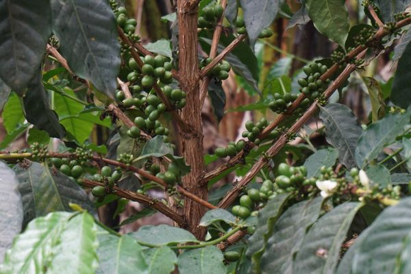 coffee beans from Rwanda supplied by Tsu Trade Bv - Dried Raw Common Coffee Bean