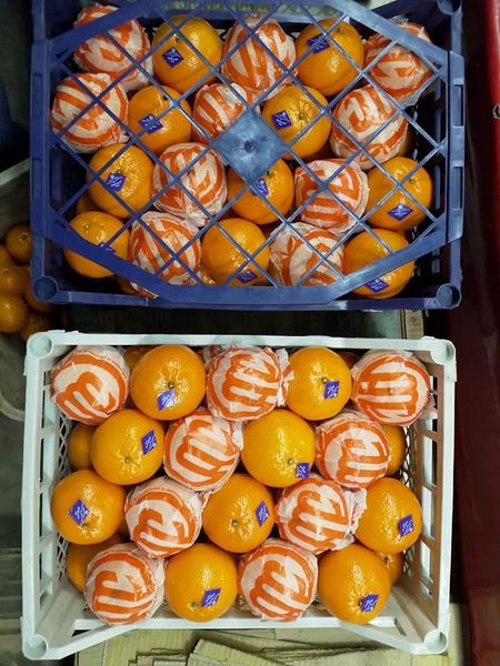 Mandarins from Pakistan supplied by Al Mahmood Establishment - Orange Fresh Mandarin