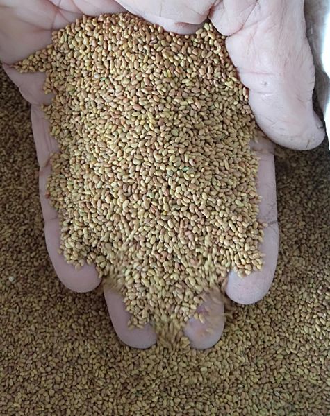 Lucerne for Seed from 폴란드 supplied by P.P.H.U. Centrala Nasienna Pietrzak - Raw (=Natural) 루우산(lucerne) 씨
