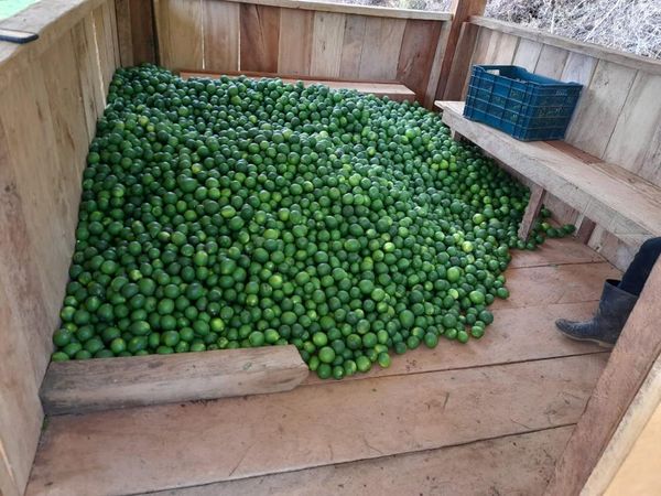 Limon from 과테말라 supplied by Kardem - Box 15 kg 신선 레몬