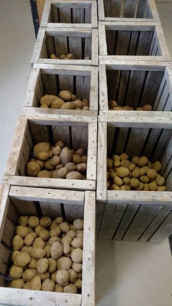 Seed Potato from 미국 supplied by Main Street Seed - German Butterball 씨감자