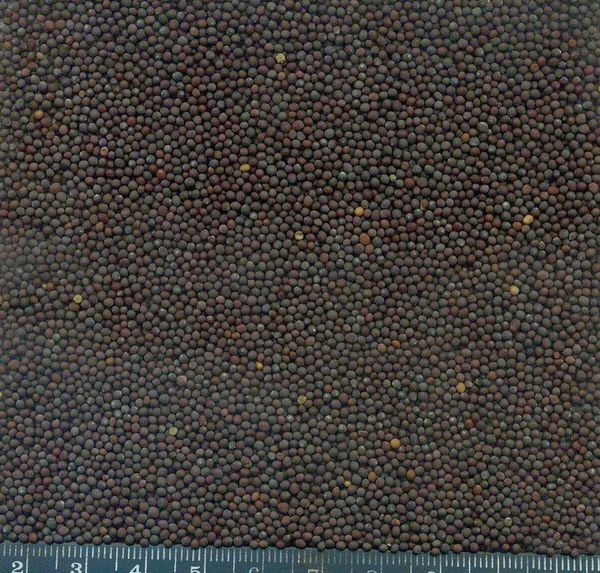 mustard seeds from 우크라이나 supplied by MAIRIS - Excellent Quality 겨자씨