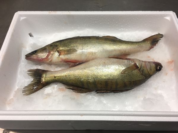 Pike from 에스토니아 supplied by Arso EE OÜ - Fillet 냉동 파이크