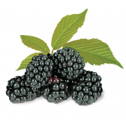 fresh blackberries from 미국 supplied by Townsend Farms - Black 신선 블랙베리