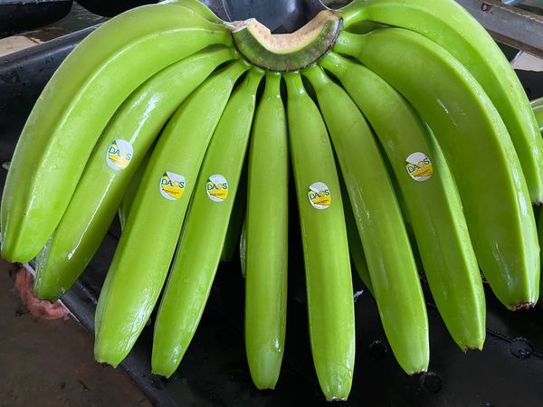 First Class  / Premium Bananas from Ecuador supplied by Ginafruit SA - Premium Class 1 Fresh Banana
